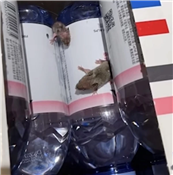 ��؈���лؑ����VȪˮ���f�F���󡱣�������̎�������}���wϵȫ���Ų�